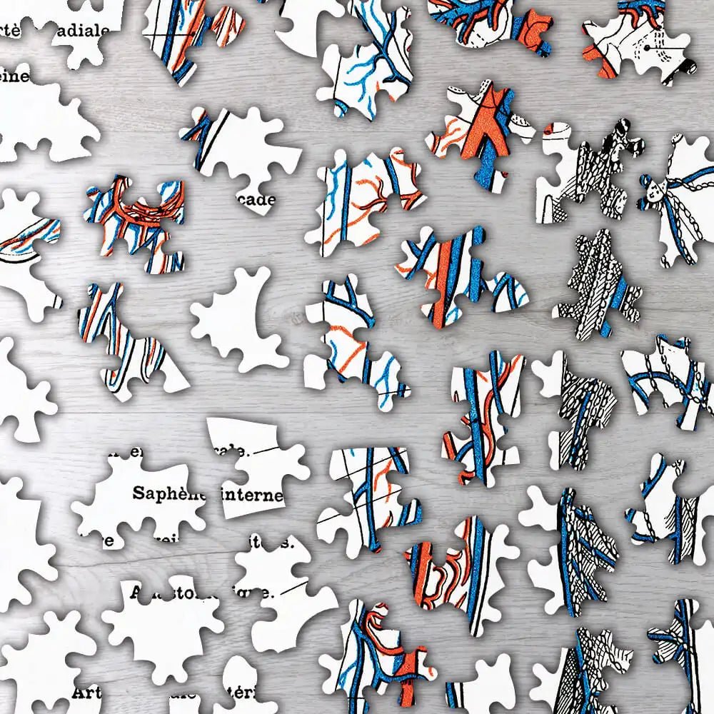 Illustration of Human Nervous and Muscular System Puzzle - PuzzlesPrint