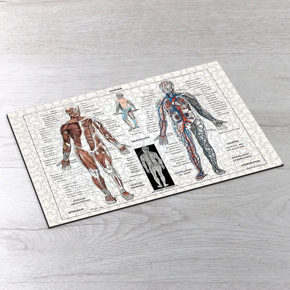 Illustration of Human Nervous and Muscular System Puzzle - PuzzlesPrint