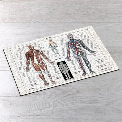 Illustration of Human Nervous and Muscular System Puzzle - PuzzlesPrint