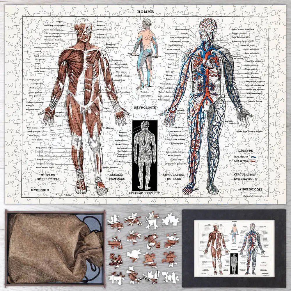 Illustration of Human Nervous and Muscular System Puzzle - PuzzlesPrint