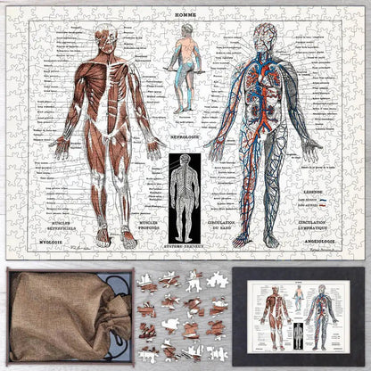 Illustration of Human Nervous and Muscular System Puzzle - PuzzlesPrint