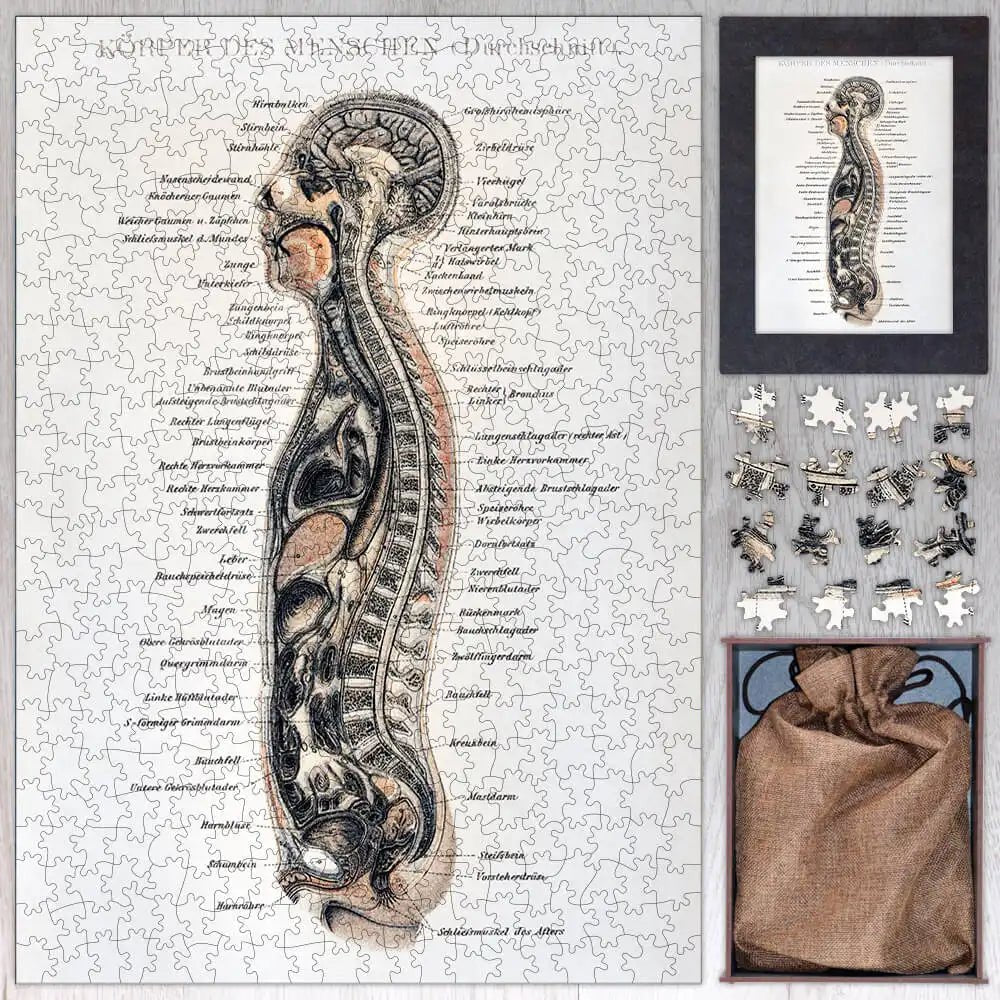 Korpers Des Menschen Puzzle - PuzzlesPrint