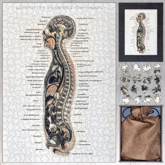 Korpers Des Menschen Puzzle - PuzzlesPrint