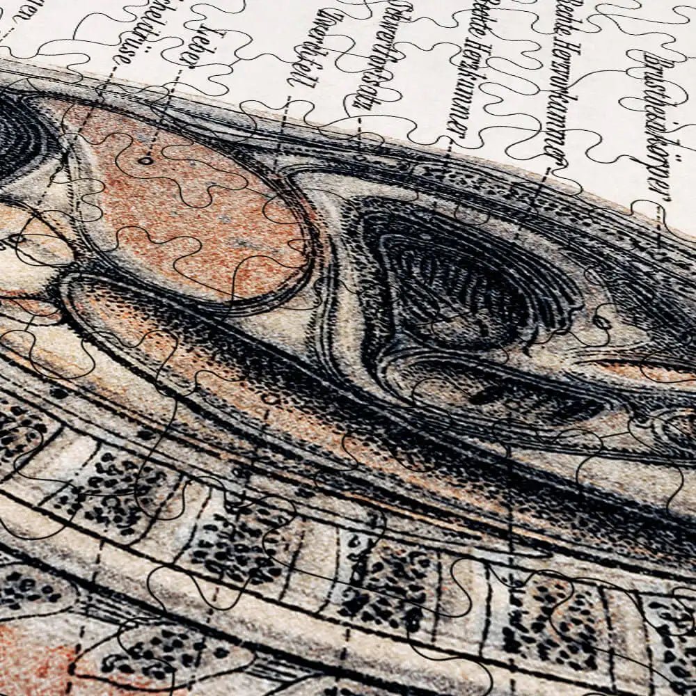 Korpers Des Menschen Puzzle - PuzzlesPrint