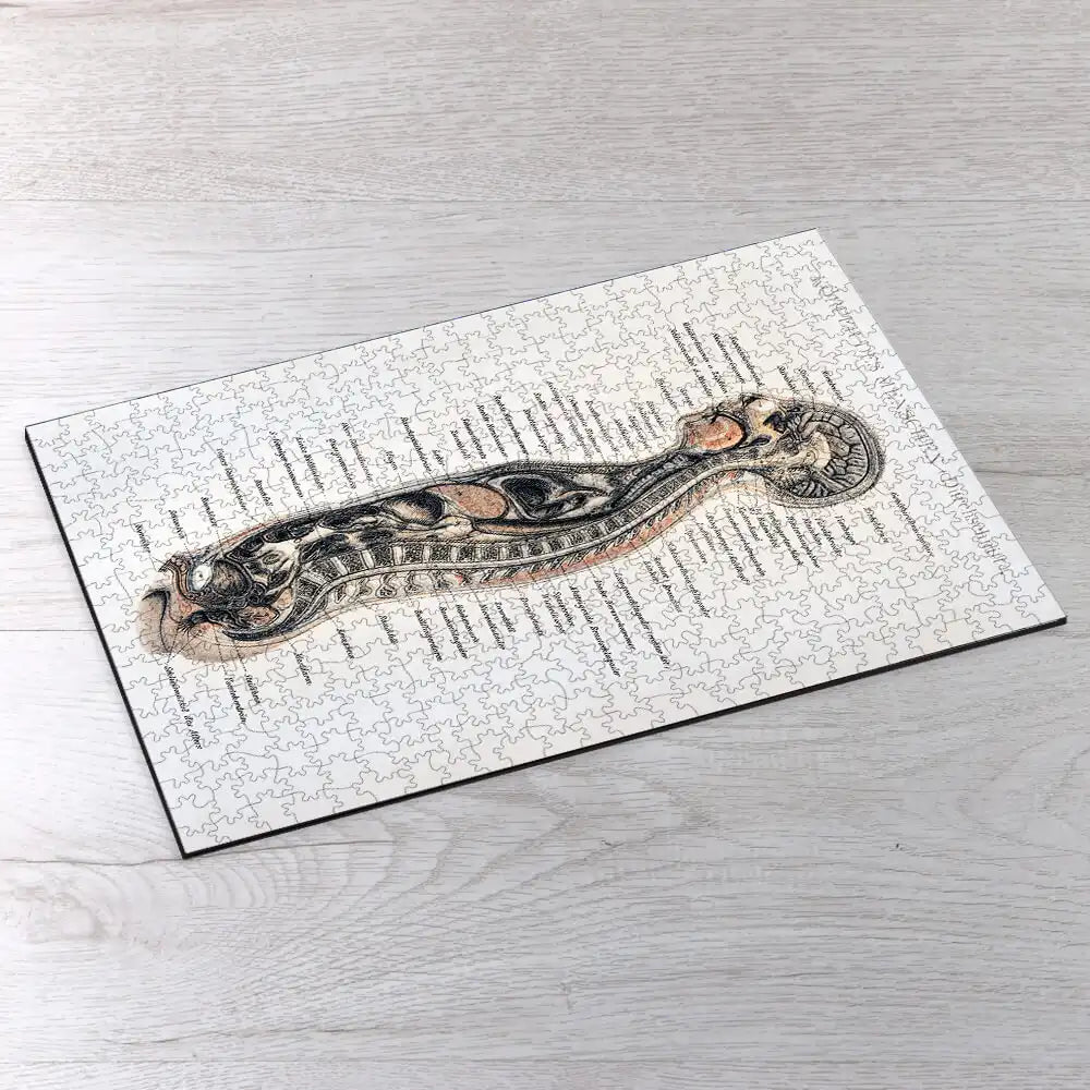 Korpers Des Menschen Puzzle - PuzzlesPrint
