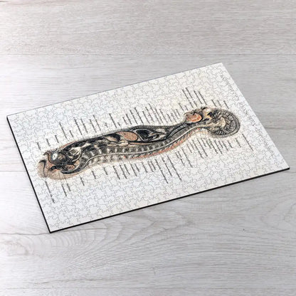 Korpers Des Menschen Puzzle - PuzzlesPrint