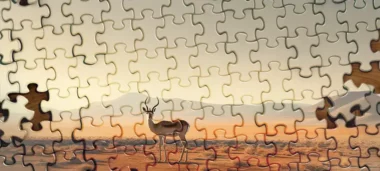 10 meilleurs puzzles Springbok