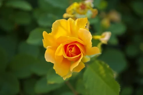 Olbrich Yellow Rose Jigsaw Puzzle