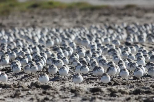 Red-necked Stints Jigsaw Puzzle