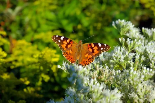 Butterfly On Flowers Jigsaw Puzzle