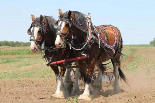 Clydesdale Plowing Jigsaw Puzzle