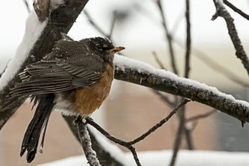 Vinter Robin puslespill