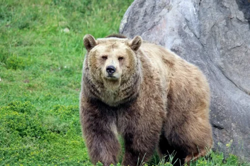 Grizzly Bear palapeli
