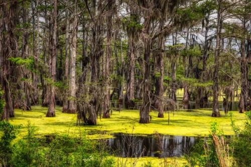 Cypress Swamp Marsh puzzel