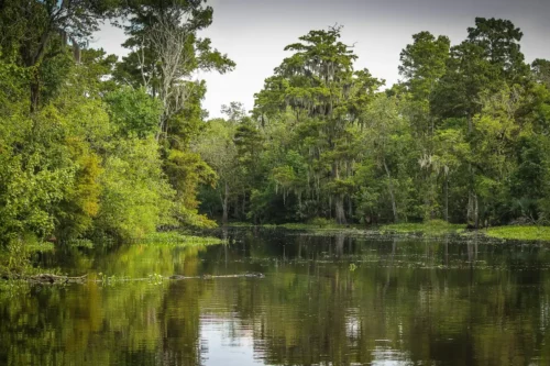 Bayou Swamp Marsh Jigsaw Puzzle
