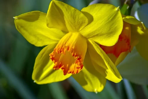 Daffodil Garden Jigsaw Puzzle