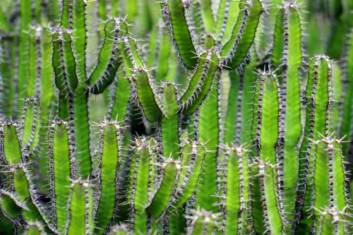 Kaktus grøn blomst puslespil