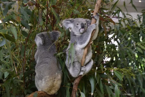 Australian Koala Jigsaw Puzzle