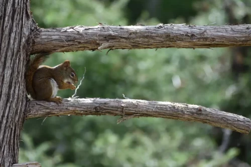 Squirrel Tree Branch Jigsaw Puzzle