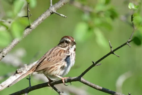 Song Sparrow Jigsaw Puzzle