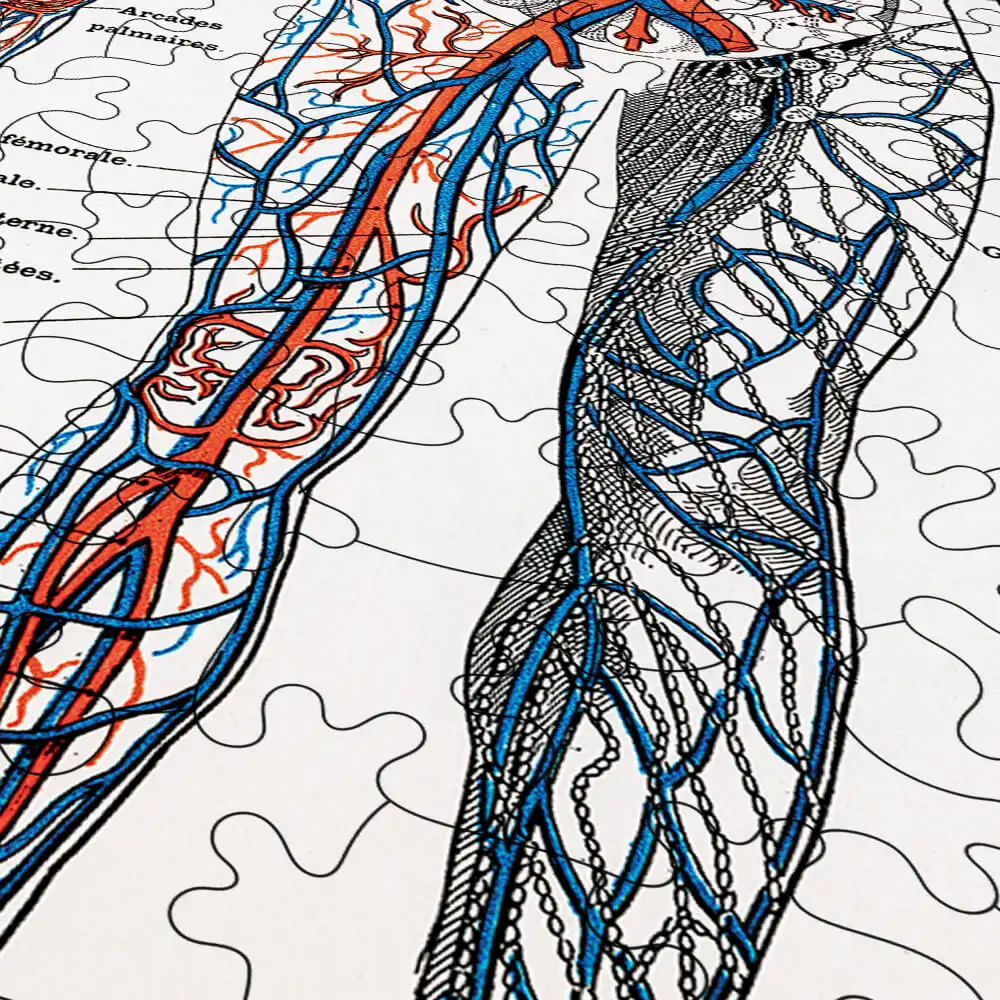 Illustration of Human Nervous and Muscular System Photo